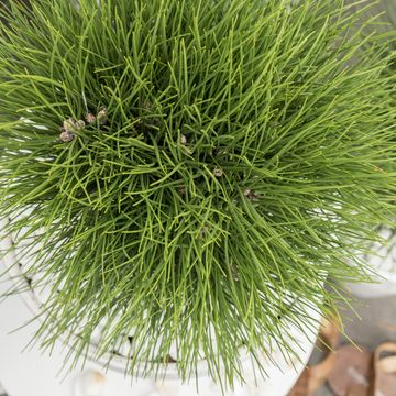 Pinus 'Summer Breeze'