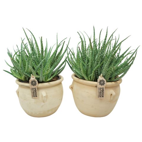 Aloe humilis