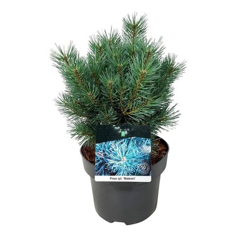 Pinus sylvestris 'Ватерери'
