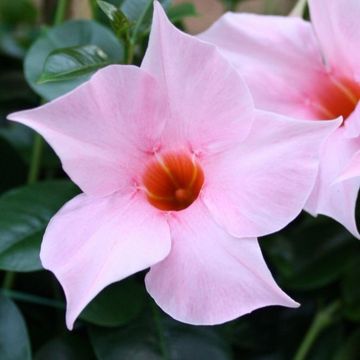 Mandevilla SUNDAVILLE CREAM PINK