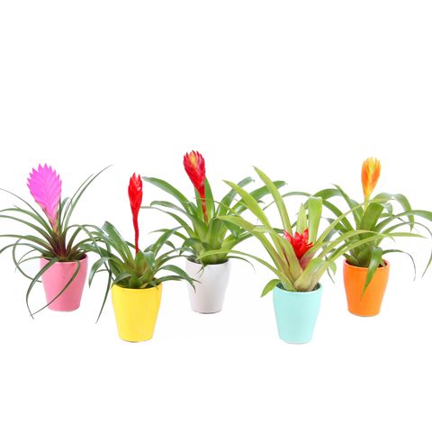 Bromelia MIX