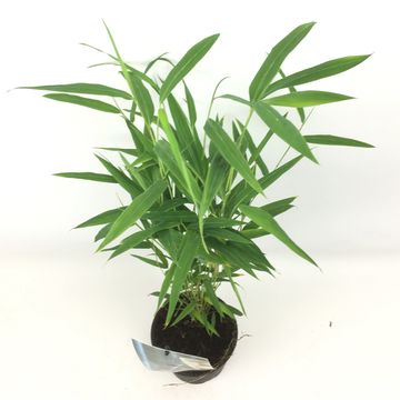 Fargesia 'Blue Dragon'