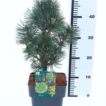 Pinus mugo 'Columbo'