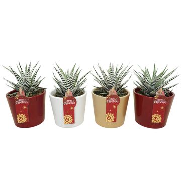 Haworthia fasciata 'Big Band'