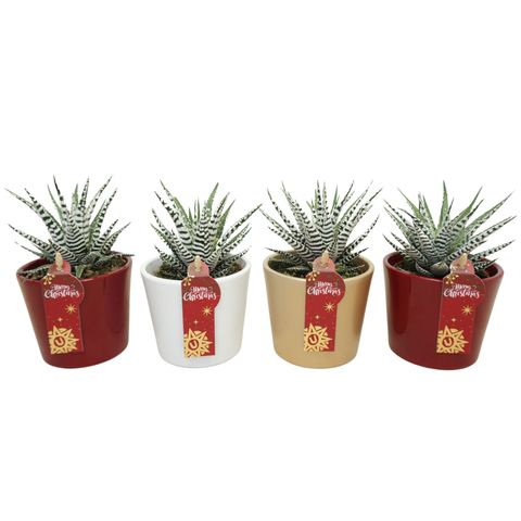 Haworthia fasciata 'Big Band'