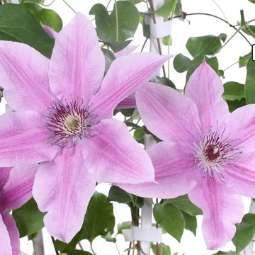Clematis YUAN