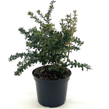 Berberis buxifolia 'Nana'