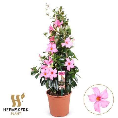 Mandevilla sanderi SUMMERSTAR EAGLE EYE