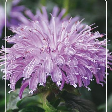 Monarda 'Blue Moon'