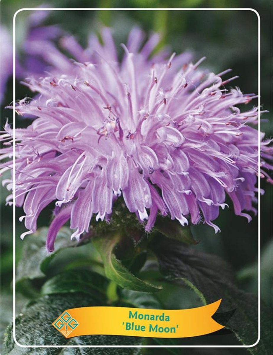 Monarda 'Blue Moon' — Plant Wholesale FlorAccess