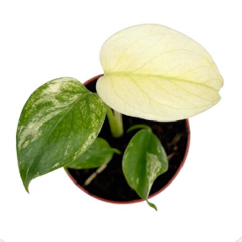 Monstera deliciosa 'Mint'