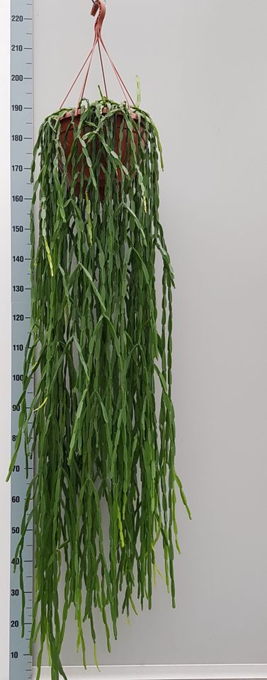 Rhipsalis paradoxa