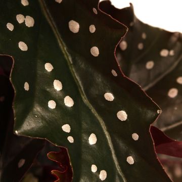 Begonia 'Black Forrest'