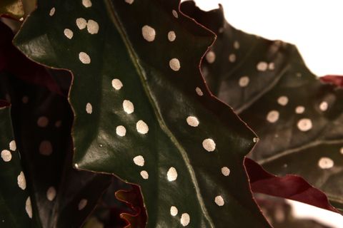 Begonia 'Black Forrest'