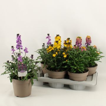 Erysimum linifolium MIX