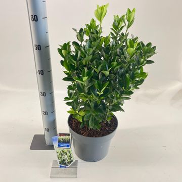 Euonymus japonicus HIMALAYA