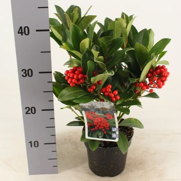 Skimmia japonica 'Temptation'