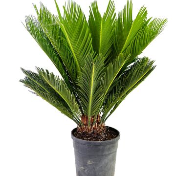 Cycas revoluta