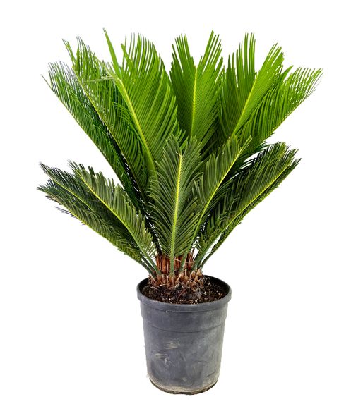 Cycas revoluta