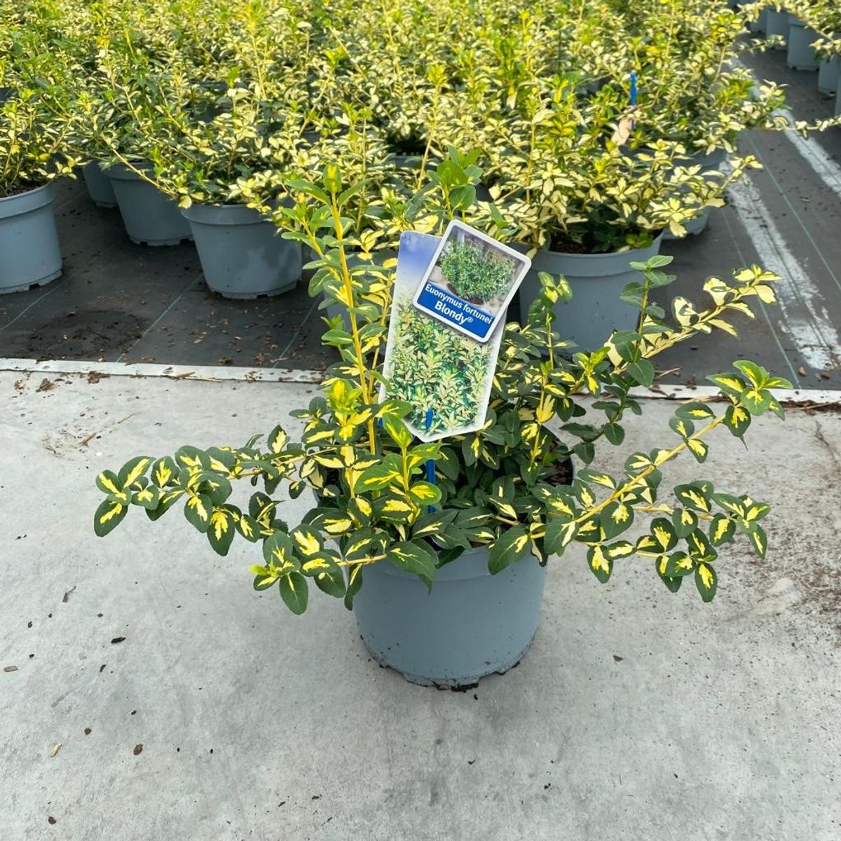 Euonymus fortunei BLONDY — Plant Wholesale FlorAccess
