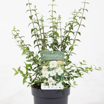 Philadelphus coronarius PETITE PERFUME WHITE