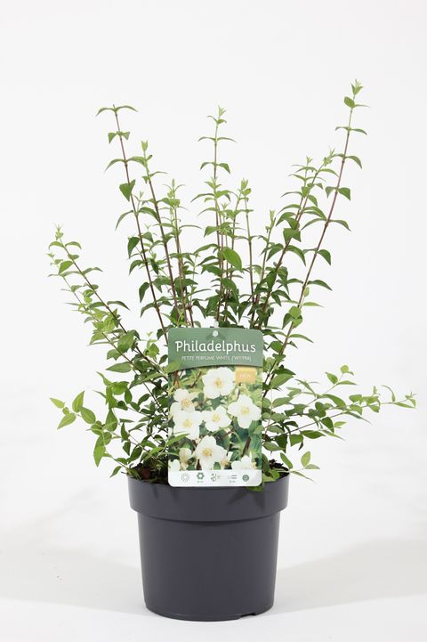 Philadelphus coronarius PETITE PERFUME WHITE