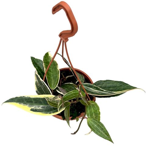 Hoya macrophylla (JM plants)