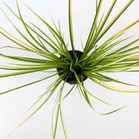 Acorus gramineus 'Ogon'