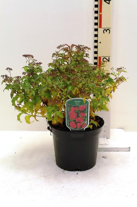 Spiraea japonica 'Crispa'