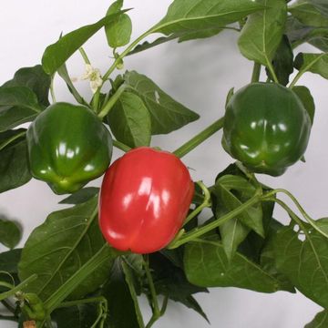 Capsicum annuum 'Bendigo'