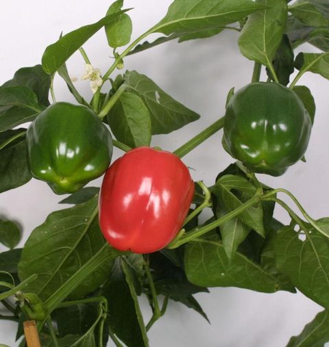 Capsicum annuum 'Bendigo'