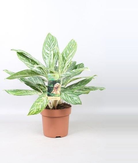 Aglaonema 'Golden Madonna'