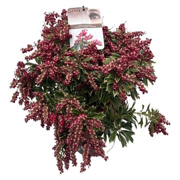 Pieris japonica POLAR PASSION