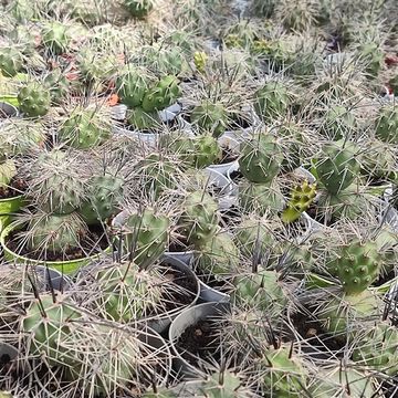 Tephrocactus alexanderi