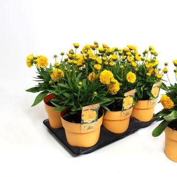 Coreopsis grandiflora SOLANNA GOLDEN SPHERE