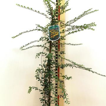 Azara microphylla