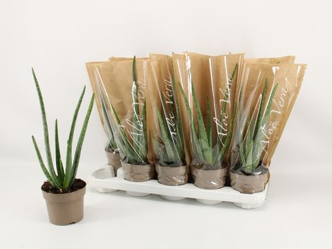 Aloe vera