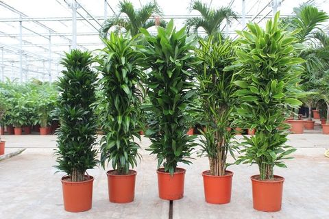 Dracaena fragrans MIX