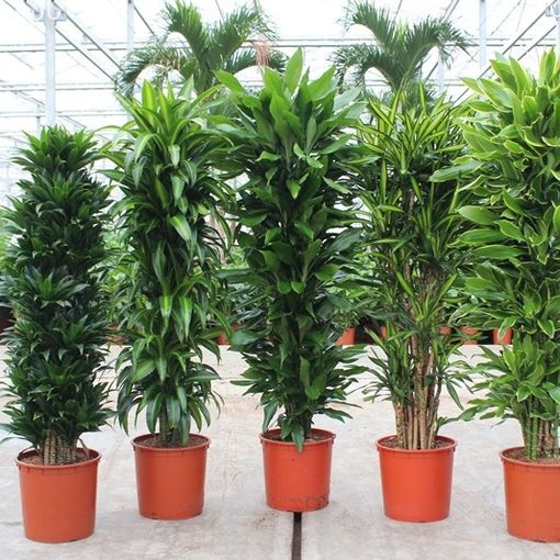 Dracaena fragrans MIX