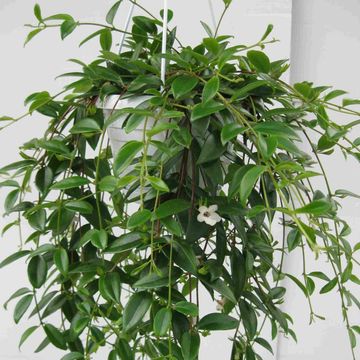 Codonanthe crassifolia