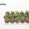 Euphorbia echinus