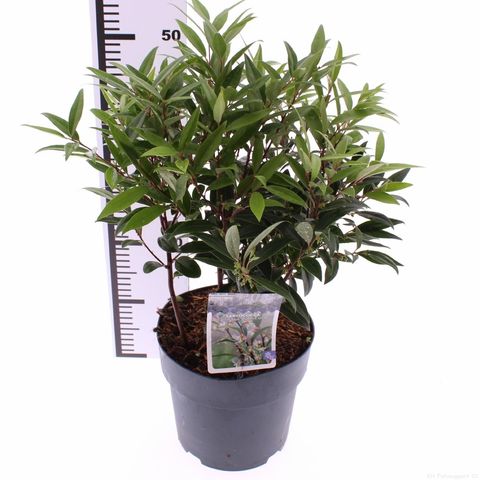 Sarcococca hookeriana PURPLE GEM