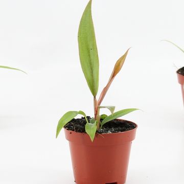 Philodendron 'Choco Empress'