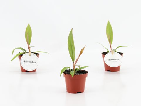 Philodendron 'Choco Empress'