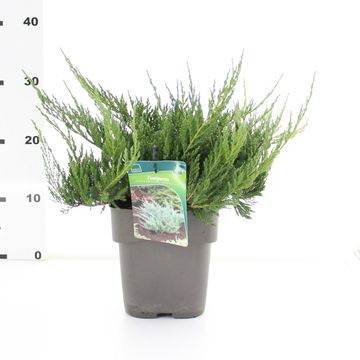 Juniperus horizontalis 'Blue Chip'