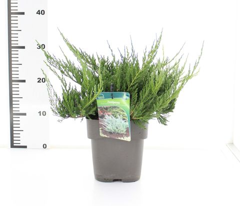 Juniperus horizontalis 'Blue Chip'