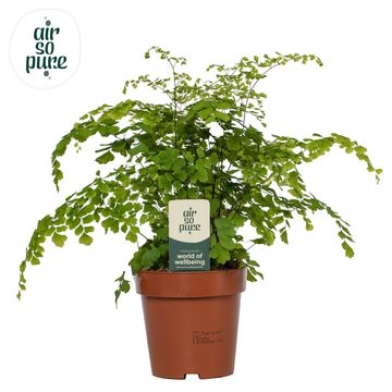 Adiantum raddianum 'Fragrans'