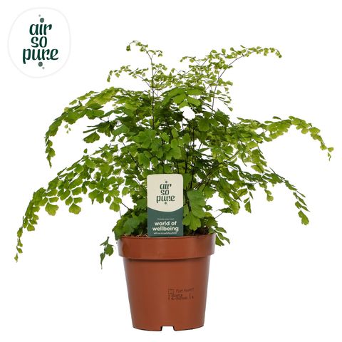 Adiantum raddianum 'Fragrans'