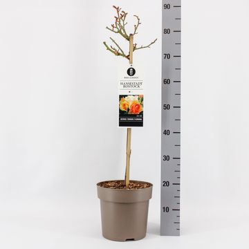 Rosa HANSESTADT ROSTOCK