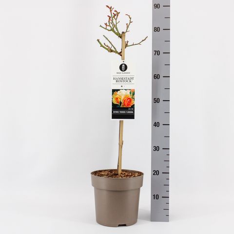 Rosa HANSESTADT ROSTOCK